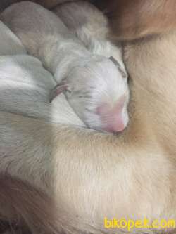 Satılık Golden Retriever Yavrularııı 5
