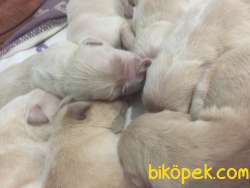 Satılık Golden Retriever Yavrularııı 4