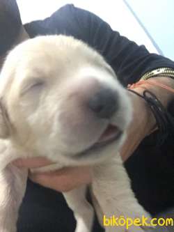 Satılık Golden Retriever Yavrularııı 2