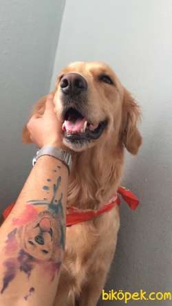 Satılık Golden Retriever Yavrularııı 1