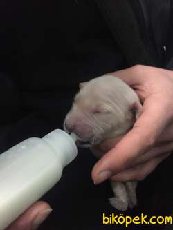 Satılık Golden Retriever Yavrularııı 3