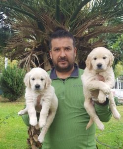 Satılık Golden Yavrular Türkye De Tek 1