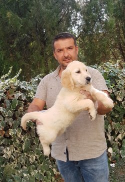 Satılık Golden Yavruları 1