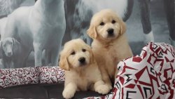 SATİLİK HARIKA GOLDEN RETRIEVER YAVRULARIMIZ 3