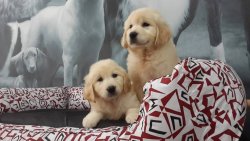 SATİLİK HARIKA GOLDEN RETRIEVER YAVRULARIMIZ 1