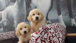 SATİLİK HARIKA GOLDEN RETRIEVER YAVRULARIMIZ 4