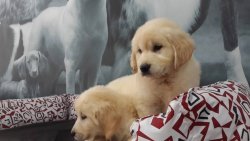 SATİLİK HARIKA GOLDEN RETRIEVER YAVRULARIMIZ 2