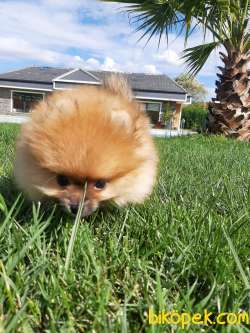 Satılık Harika Pomeranian Boo Yavruları 4
