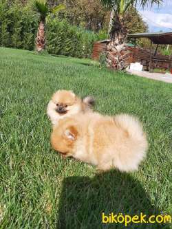Satılık Harika Pomeranian Boo Yavruları 2