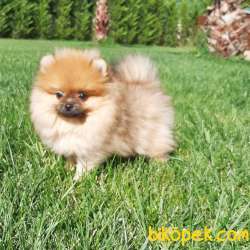 Satılık Harika Pomeranian Boo Yavruları 1