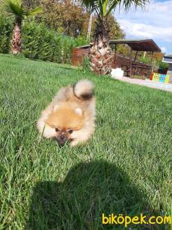Satılık Harika Pomeranian Boo Yavruları 3
