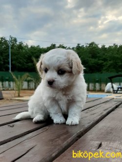 Satılık Havanese Terrıer Yavruları 3