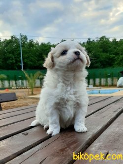 Satılık Havanese Terrıer Yavruları 4