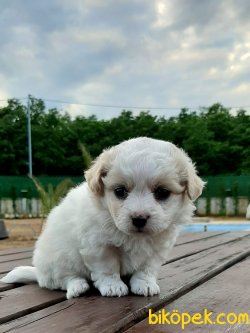 SATILIK HAVANESE YAVRULARI 2