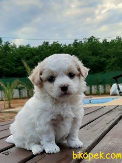 SATILIK HAVANESE YAVRULARI 1