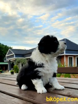 Satılık Havanese Yavruları 3