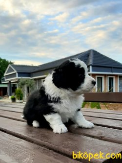 Satılık  Havanese Yavrulari 4