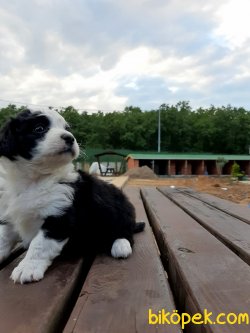 Satılık  Havanese Yavrulari 1