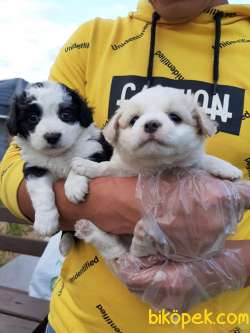 Satılık  Havanese Yavruları 3