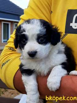 Satılık  Havanese Yavruları 4