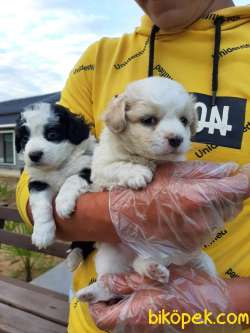 Satılık  Havanese Yavruları 2