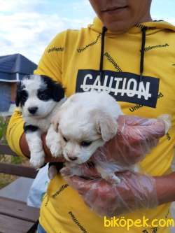 Satılık  Havanese Yavruları 5