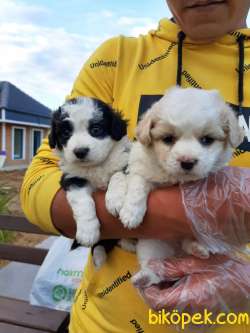 Satılık  Havanese Yavruları 1
