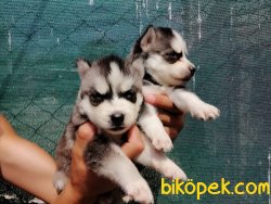 Satılık Husky Yavruları 5