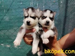 Satılık Husky Yavruları 3