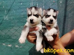 Satılık Husky Yavruları 4