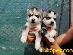 Satılık Husky Yavruları 1