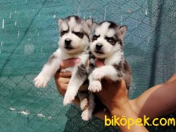 Satılık Husky Yavruları 2
