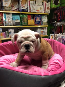 Satılık İ̇ngi̇li̇z Bulldog Yavruları 3