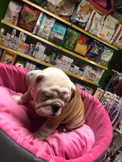 Satılık İ̇ngi̇li̇z Bulldog Yavruları 2