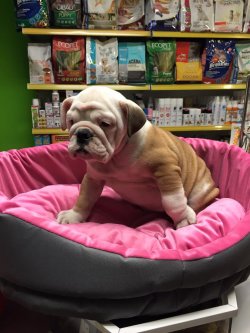 Satılık İ̇ngi̇li̇z Bulldog Yavruları 2