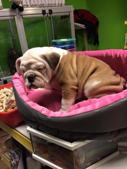 Satılık İ̇ngi̇li̇z Bulldog Yavruları 3