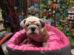 Satılık İ̇ngi̇li̇z Bulldog Yavruları 1