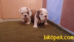 Satılık Ingiliz Buldog 5