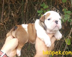 Satılık Ingiliz Buldog 3