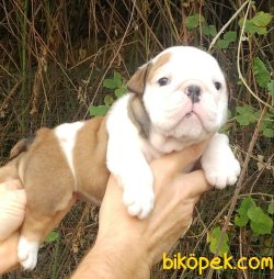 Satılık Ingiliz Buldog 4