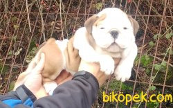 Satılık Ingiliz Buldog 1