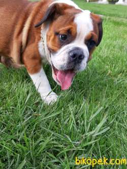 SATILIK İNGİLİZ BULLDOG YAVRU 4