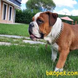 SATILIK İNGİLİZ BULLDOG YAVRU 1
