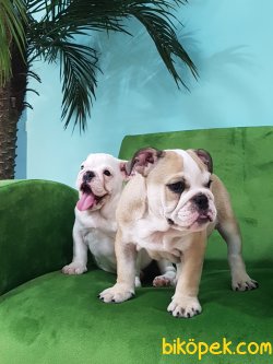 Satılık İNGİLİZ BULLDOG YAVRULARI 3