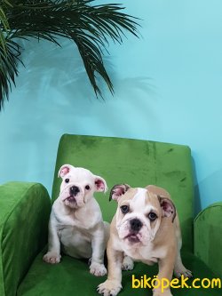 Satılık İNGİLİZ BULLDOG YAVRULARI 1