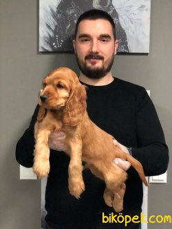 SATILIK IRK GARANTİLİ AMERİCAN COCKER YAVRULARI 2