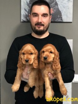 SATILIK IRK GARANTİLİ AMERİCAN COCKER YAVRULARI 1