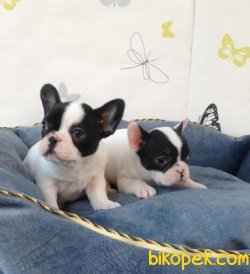 SATILIK IRK GARANTİLİ FRENCH BULLDOG YAVRULARI 2