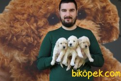 SATILIK IRK GARANTİLİ GOLDEN RETRİEVER YAVRULARI 2