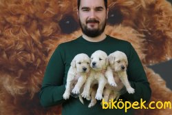 SATILIK IRK GARANTİLİ GOLDEN RETRİEVER YAVRULARI 1